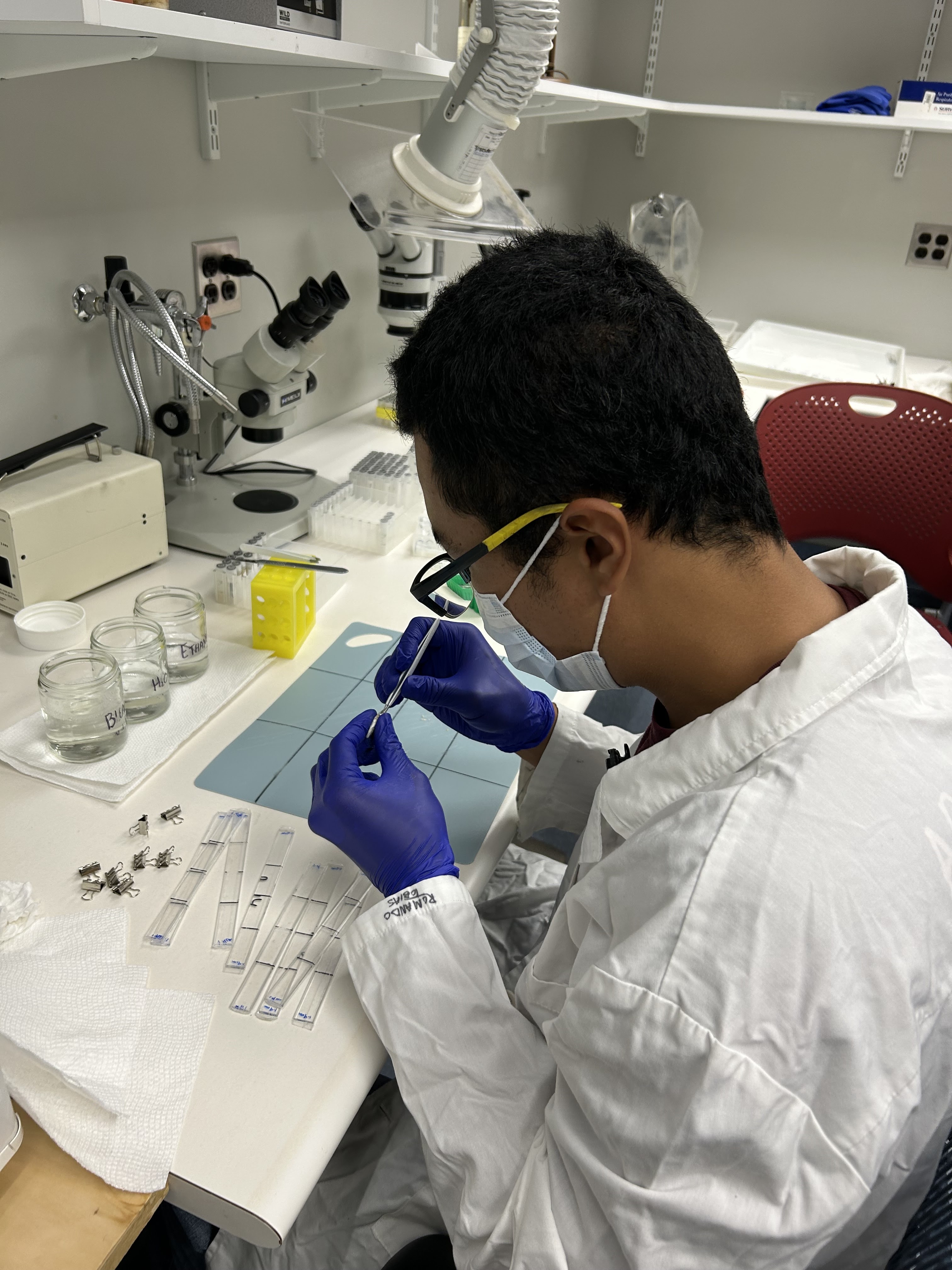 researchers putting fish on acrylic sheets