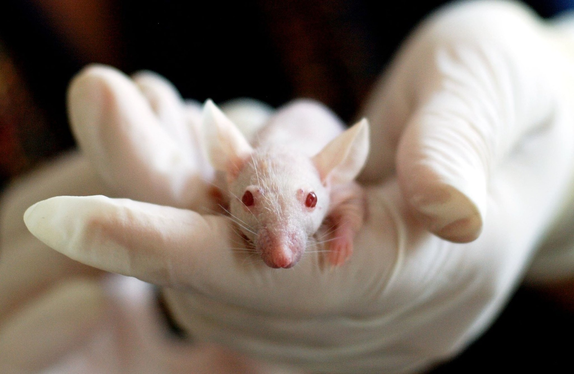 Mouse skin diseases and skin cancer models