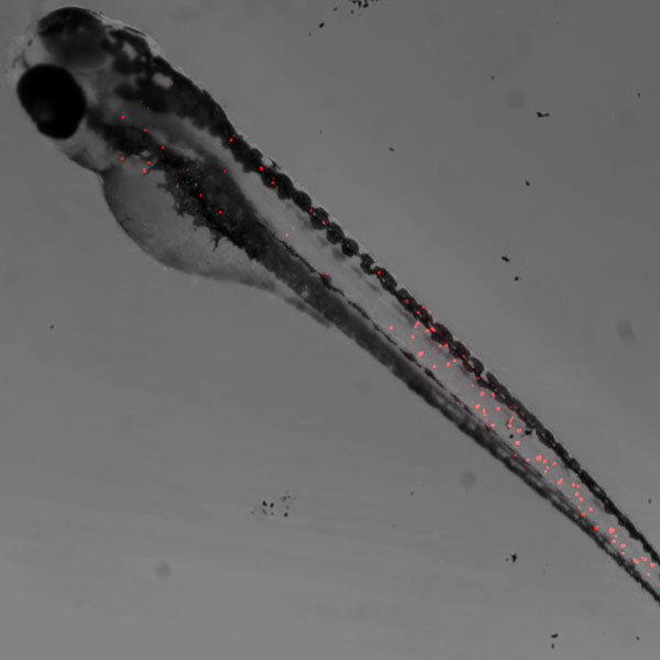 Embryonic zebrafish xenograft model